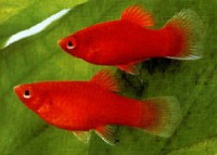 /album/fotogaleria-puntius-tetrazona/platy-jpg1/